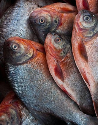Pacu - Peixaria Combate Campinas