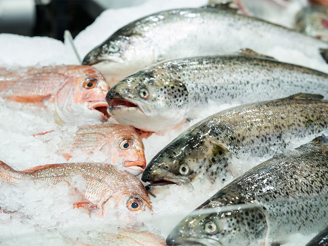 Fresco Diariamente | Peixaria Combate